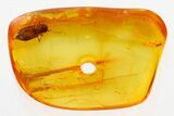 Detailed Fossil Aphid (Palaeophyllaphis) in Baltic Amber #335789-1